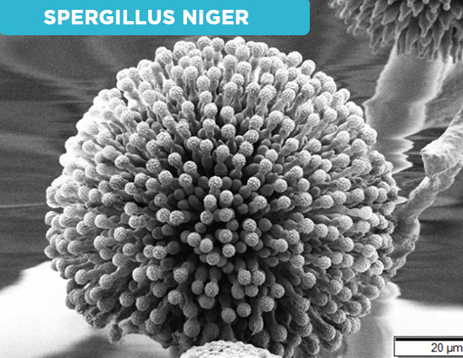 SPERGILLUS NIGER